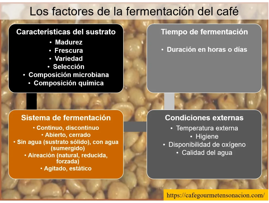 imagen los factores de la fermentación del café