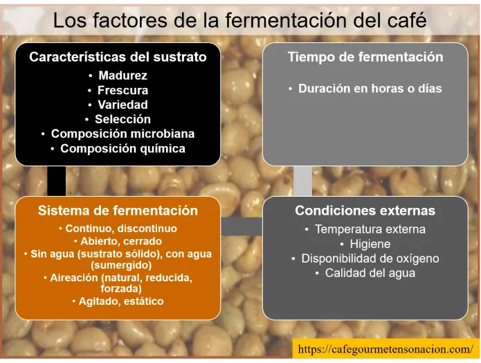 imagen los factores de la fermentación del café