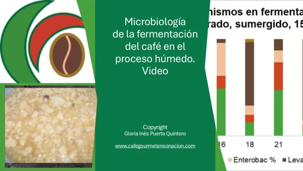 imagen para producto video presentación microbiologia de la fermentación del café en proceso húmedo. Café Ensoñación Gourmet