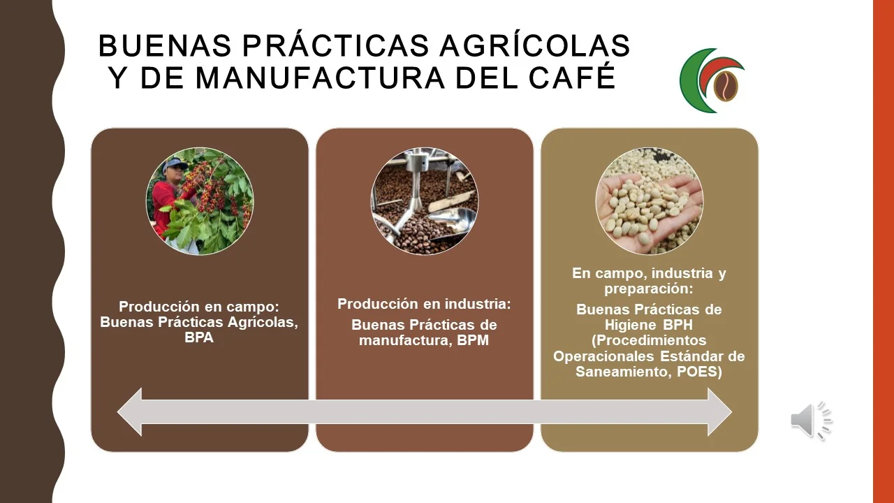 Curso básico online de fermentación y calidad del café