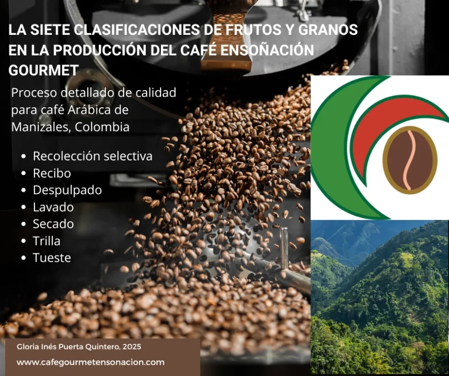 imagen del artículo las siete clasificaciones en la producción de café ensoñación gourmet